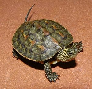 Chinese Golden Thread Turtle