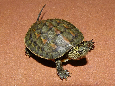 Chinese Golden Thread Turtle