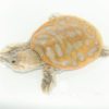 Soft Shelled Turtle for sale