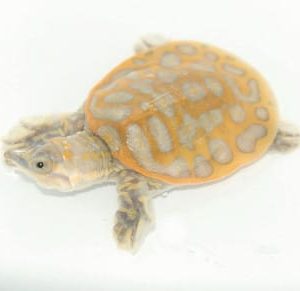 Soft Shelled Turtle for sale