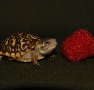 Desert Box Turtle