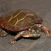 Eastern Painted Turtle for Sale