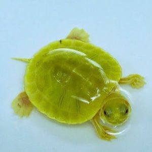 Emerald Albino Paradox Red Eared Slider