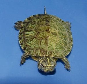 yellow bellied sliders for sale