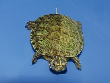 yellow bellied sliders for sale
