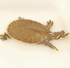Buy Florida Softshell Turtles