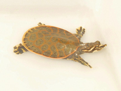 Buy Florida Softshell Turtles