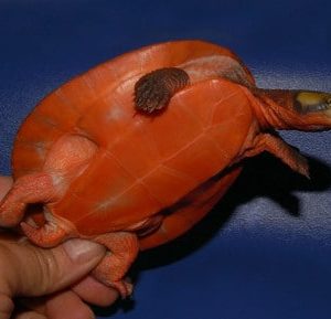 Hypo Pastel Pink Belly Sideneck Turtle