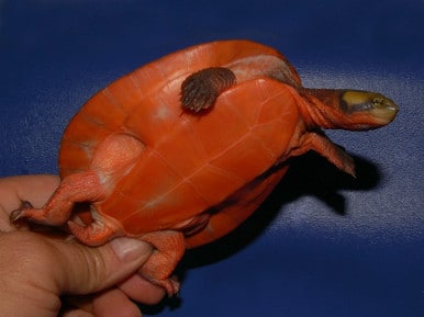 Hypo Pastel Pink Belly Sideneck Turtle