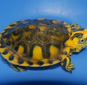 Hypo Pastel Yellow Bellied Slider