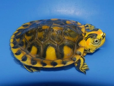 Yellow Bellied Sliders for sale