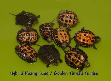 Chinese Golden Thread Turtles