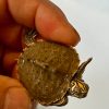 Lake Hamilton Map Turtle for Sale