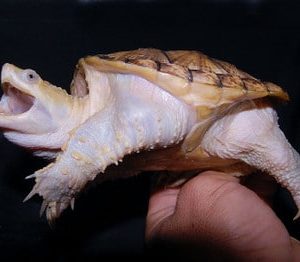 buy Leucistic Common Snapping Turtles