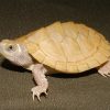Mississippi Map Turtle for Sale