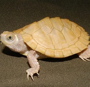 Leucistic Mississippi Map Turtle