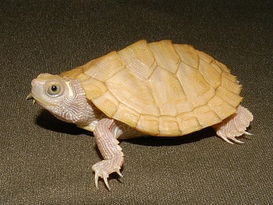Mississippi Map Turtle for Sale