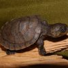 buy Madagascar big-headed turtle