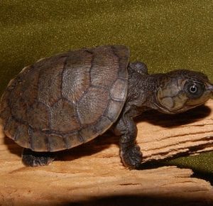 Madagascar Big Headed Side Necked Turtles