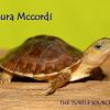 McCord's Box Turtle for sale