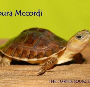 McCord's Box Turtle