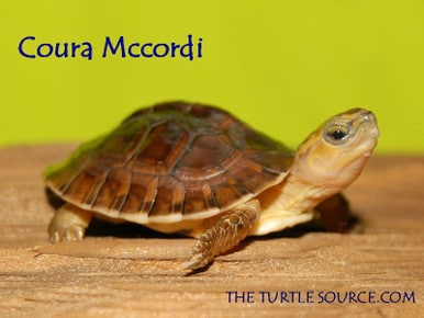 McCord's Box Turtle for sale