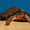 Mexican Red Wood Turtle