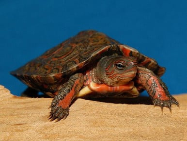 Mexican Red Wood Turtle