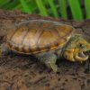 musk turtles for sale