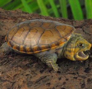 Narrow Bridged Musk Turtle