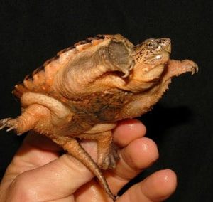 Orange Hypomelanistic Common Snapping Turtles