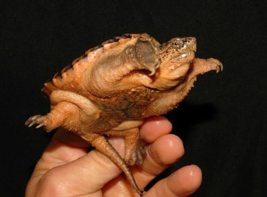 hypo common snapping turtle