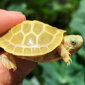 Paradox-Lime Phase Albino Red Eared Slider