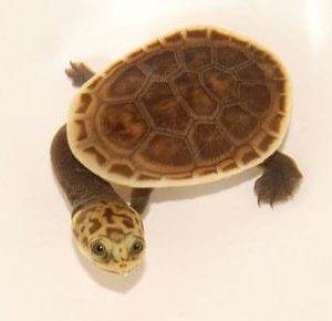 Parkers Snake Necked Turtle