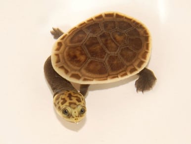 Parkers Snake Necked Turtle