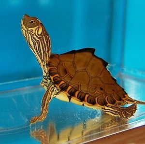 Pearl River Map Turtle