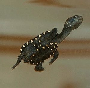 Reimann's Snake Necked Turtle