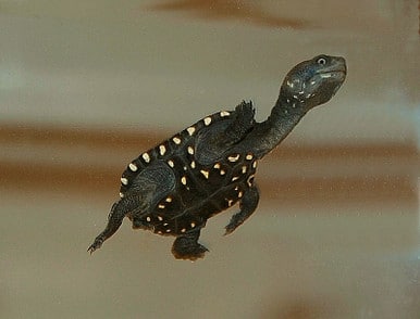 Snake Necked Turtle for sale