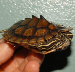 Ringed Map Turtle for sale