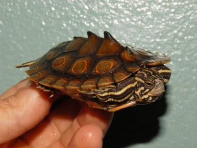 Ringed Map Turtle for sale