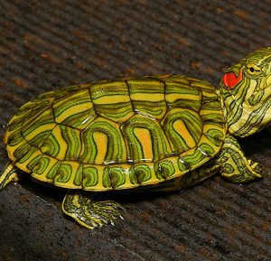 Rio Grande Red Eared Slider