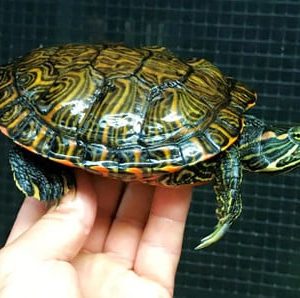 Southern River Cooter/Red Eared Slider Hybrid