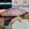 buy Spanish Pond Turtle online