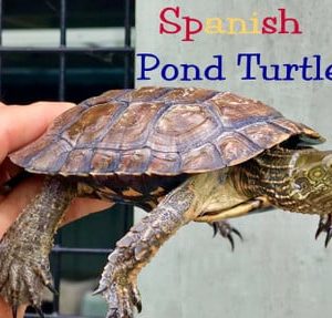 buy Spanish Pond Turtle online