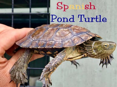 buy Spanish Pond Turtle online