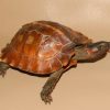 Spiny Turtle for Sale