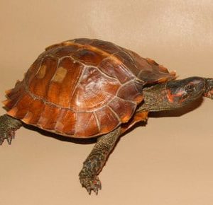 Spiny Turtle