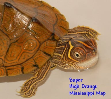 Mississippi Map Turtles for sale