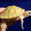T-Positive Albino Florida Red Belly for sale