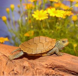 Common Map Turtles for sale